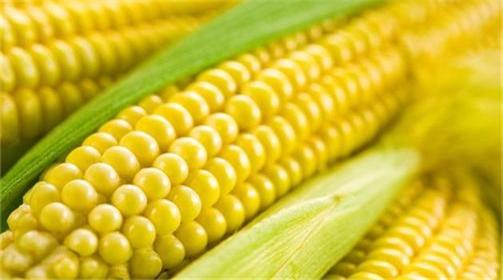 Baoji Fufeng Biotechnologies Co., Ltd.: Building a World-Class Fermentation Hub Focused on Bio-Colloids & Amino Acids.